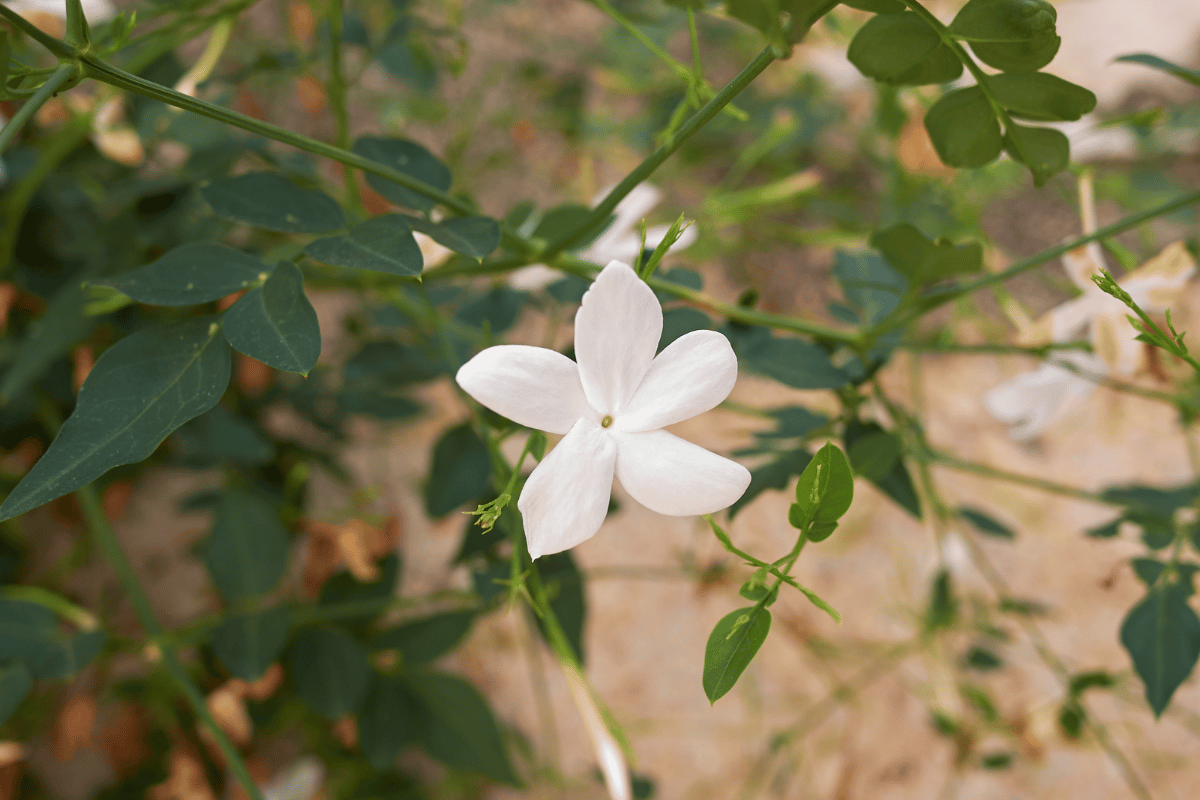 Jasminum grandiflorum (Spanish jasmine, also known as Catalonian or royal jasmine).png
